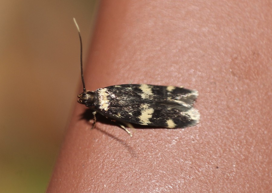 Autostichidae - avarmolyfélék