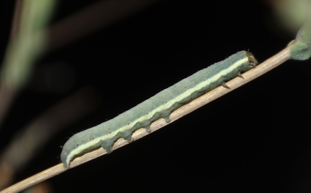 Hecatera dysodea - parajbagoly