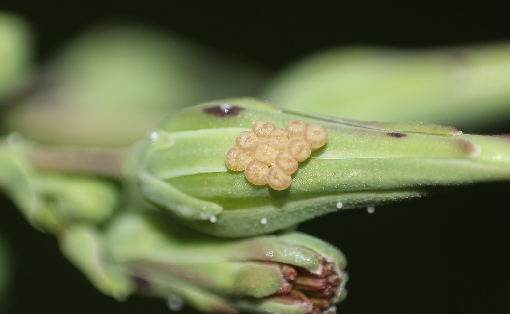 Hecatera dysodea - parajbagoly