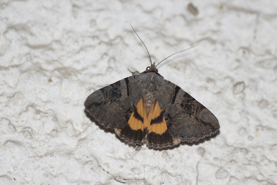 Catocala hymenaea - kökény-övesbagoly