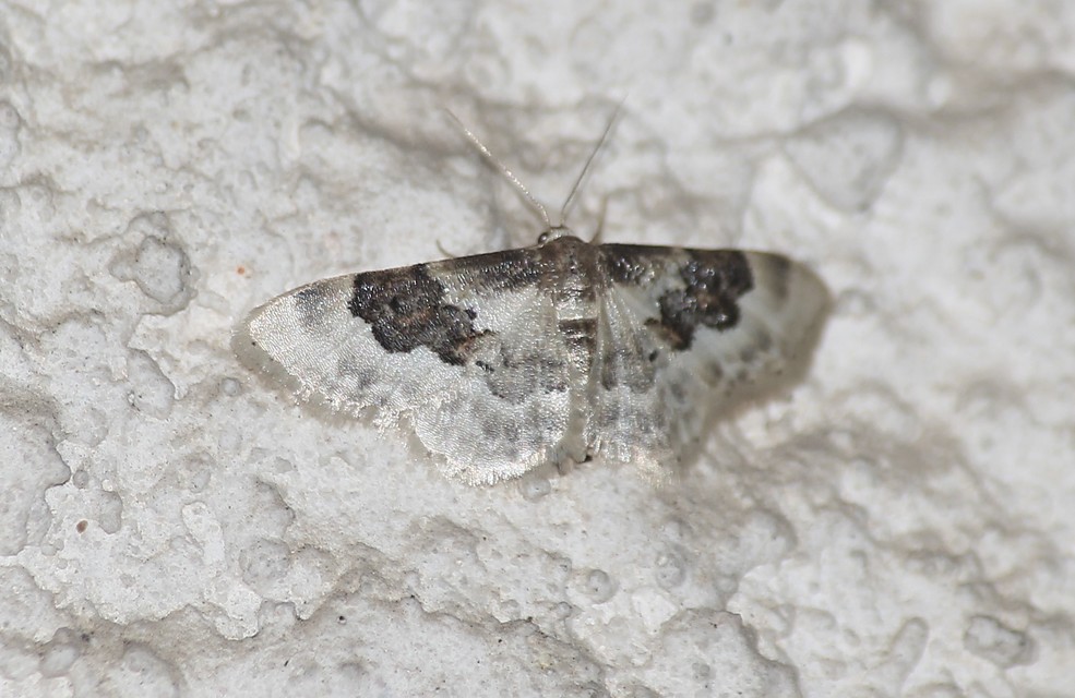 Idaea rusticata - tarka apróaraszoló