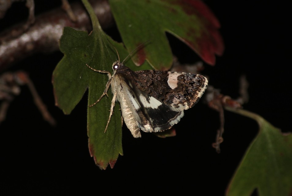 Tyta luctuosa - fekete nappalibagoly