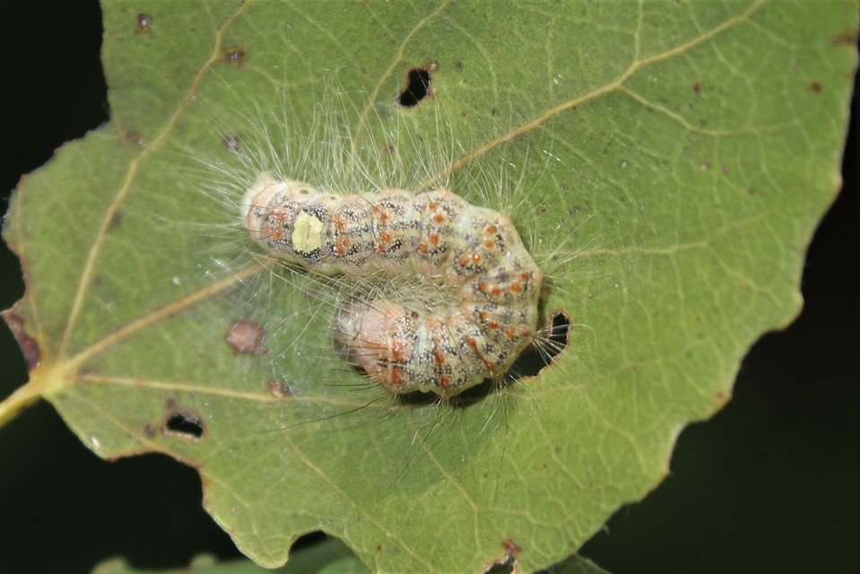 Acronicta megacephala - nagyfejű szigonyosbagoly