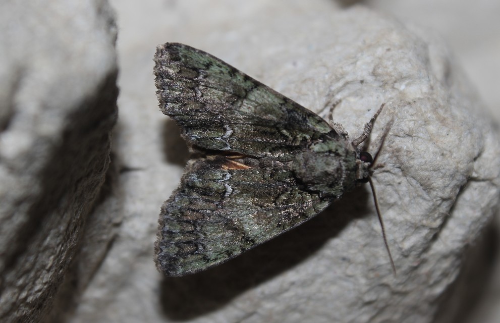 Polyphaenis sericata - selyemfényű erdeibagoly