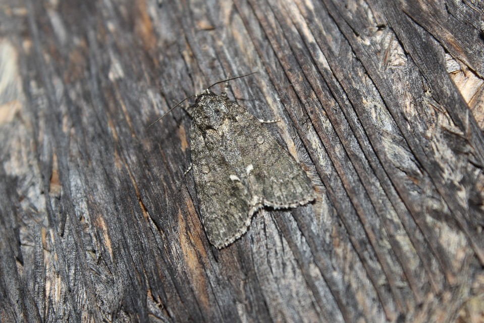 Acronicta rumicis - sóska-szigonyosbagoly