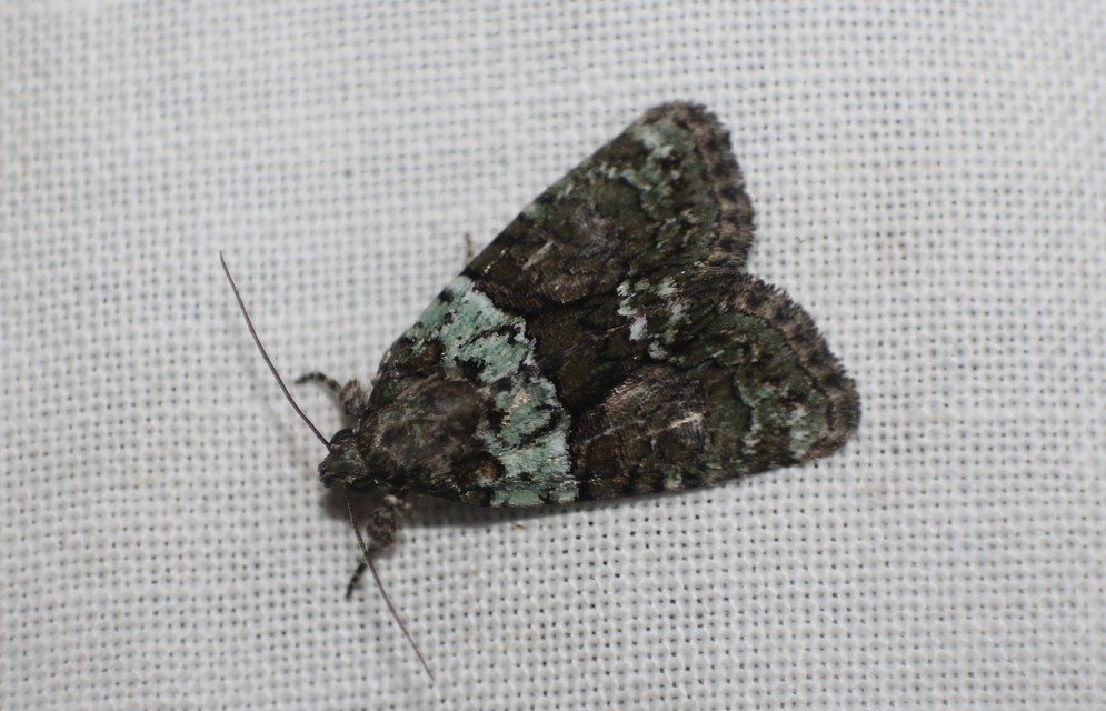 Cryphia algae - sárgászöld zuzmóbagoly