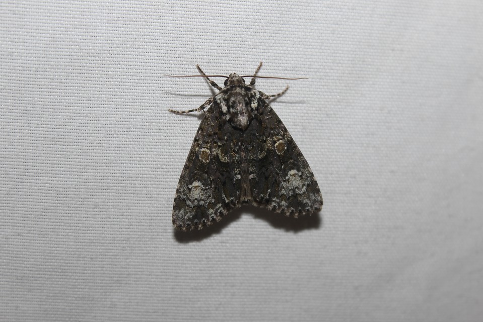 Craniophora ligustri - fagyalbagoly