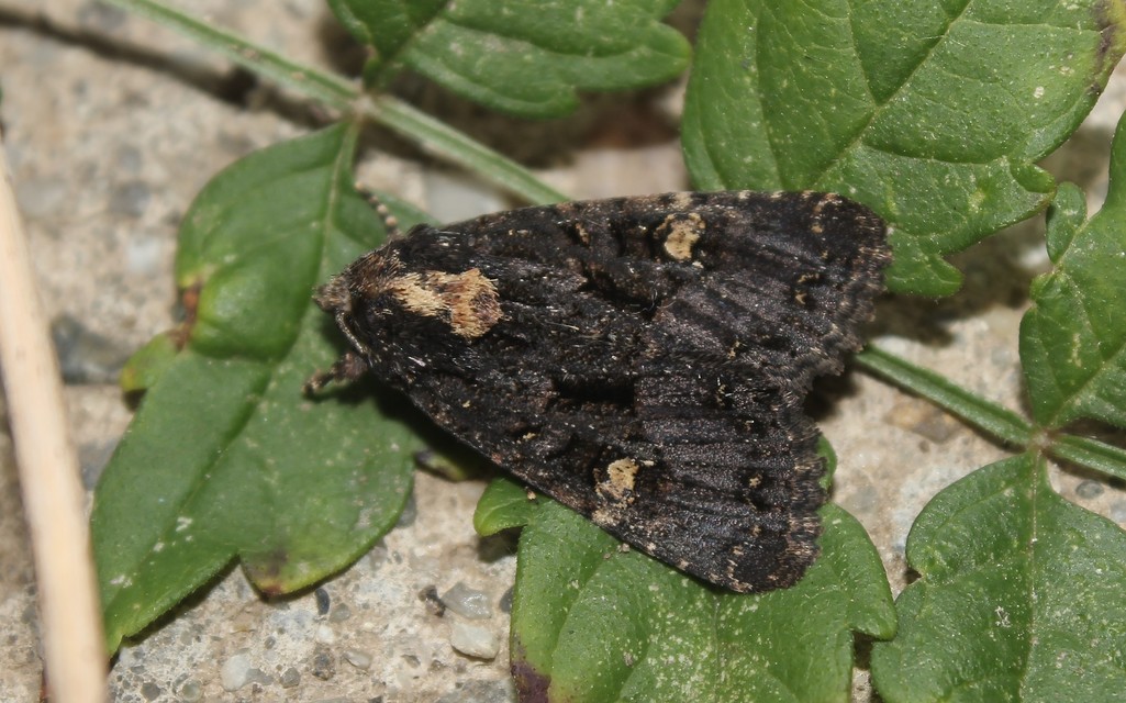 Mesapamea secalella/secalis