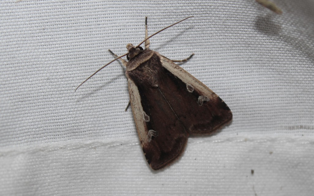 Ochropleura plecta - fehérszegélyű fűbagoly