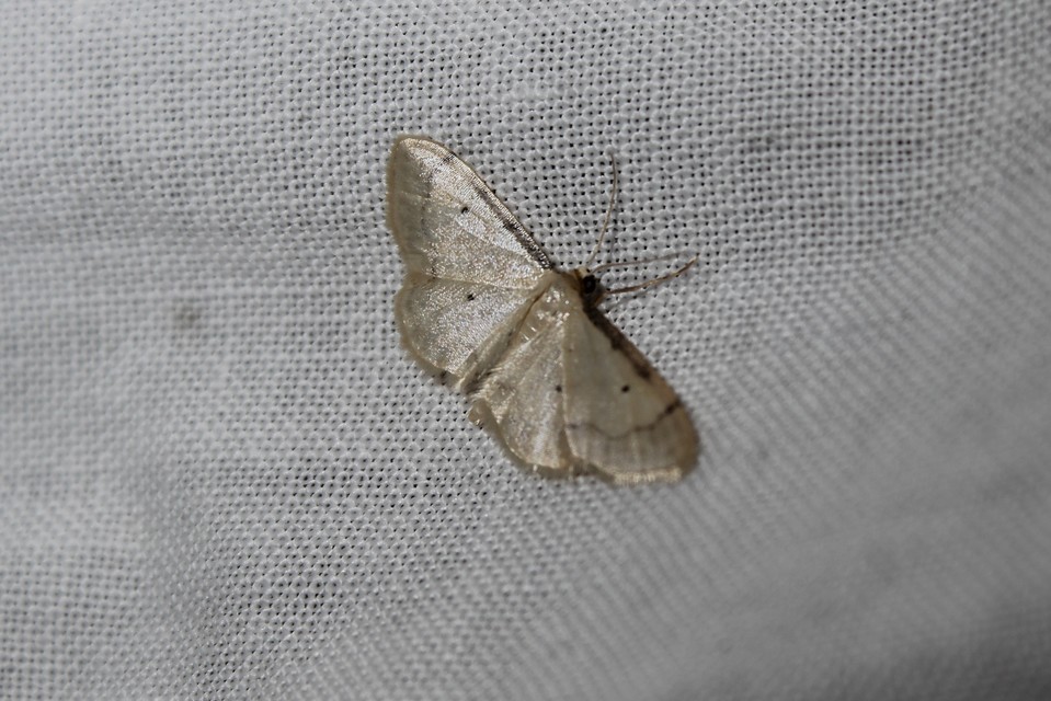 Idaea politaria - vonalas apróaraszoló