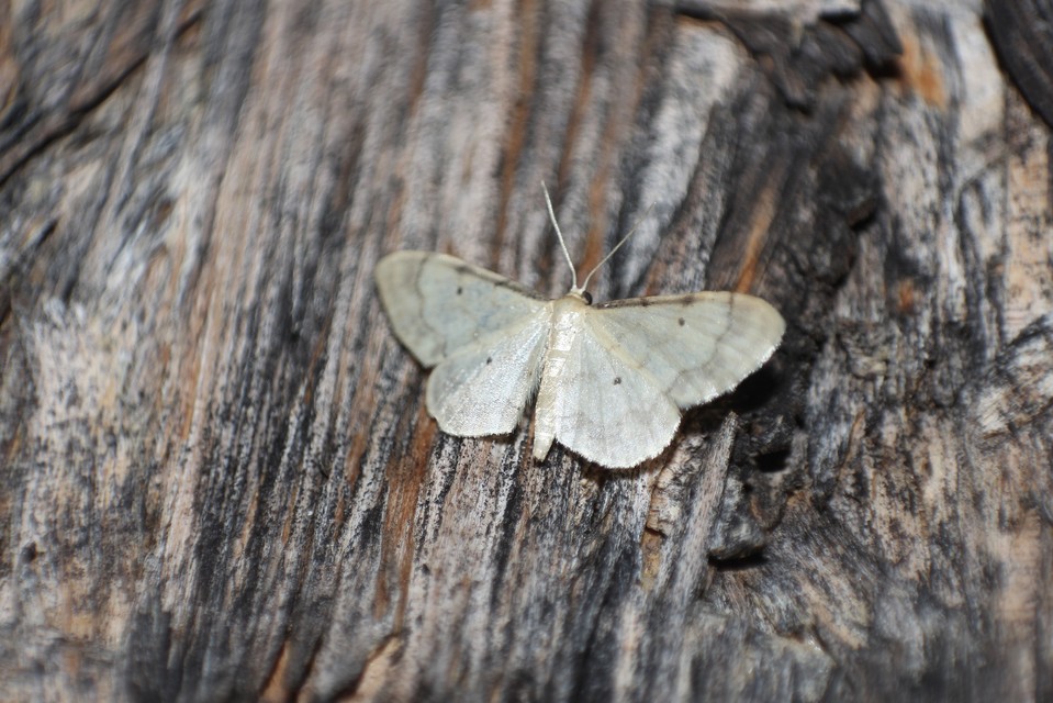 Idaea politaria - vonalas apróaraszoló