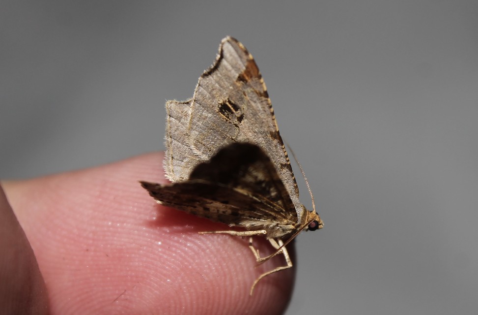 Macaria alternata - közönséges szürkearaszoló