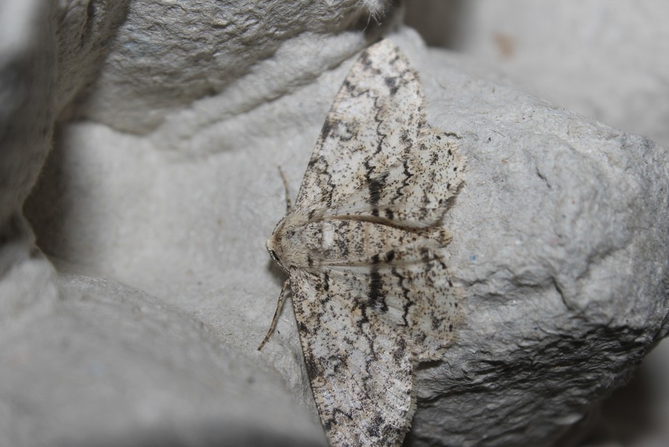 Ascotis selenaria - holdas faaraszoló