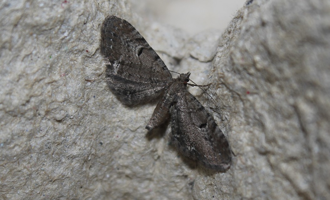 Eupithecia absinthiata - üröm-törpearaszoló