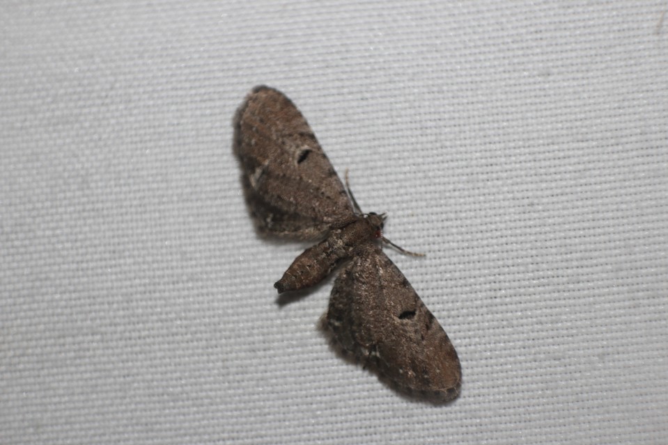 Eupithecia absinthiata - üröm-törpearaszoló