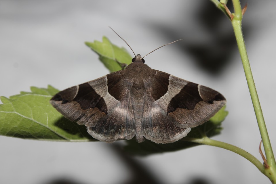 Dysgonia algira - déli porcelánbagoly