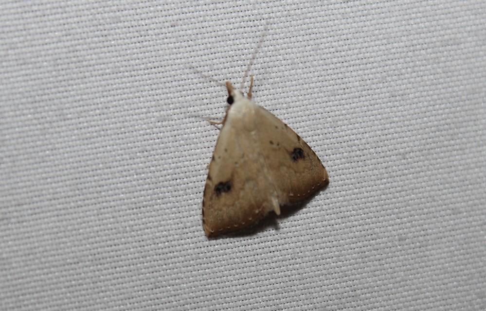 Rivula sericealis - selymes lórombagoly