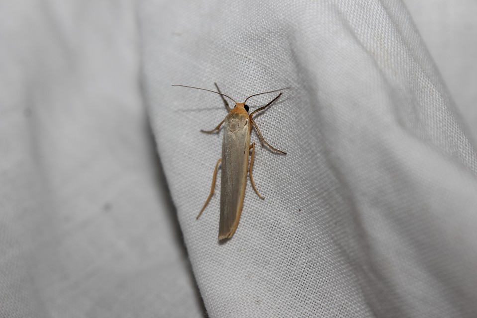 Eilema complana - közönséges zuzmószövő