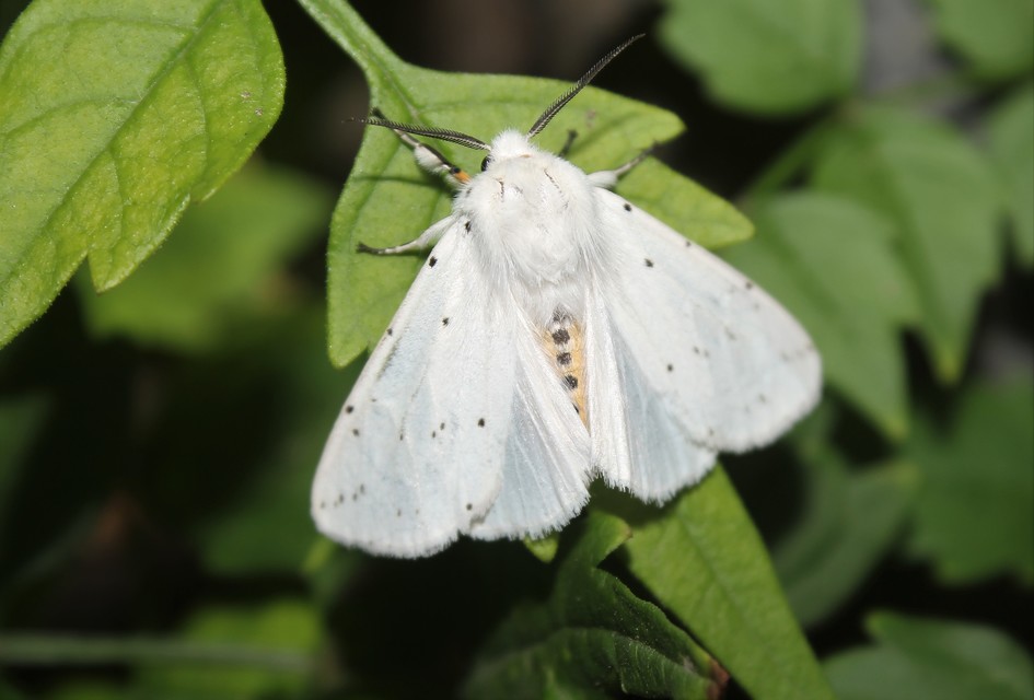 Spilosoma lubricipedum - tejszínű medvelepke