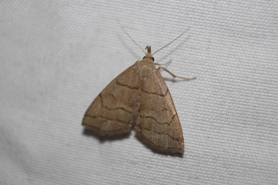 Herminia tarsicrinalis - szőröslábú karcsúbagoly