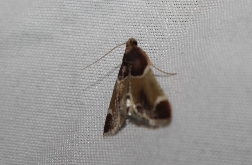 Pyralis farinalis - lisztilonca