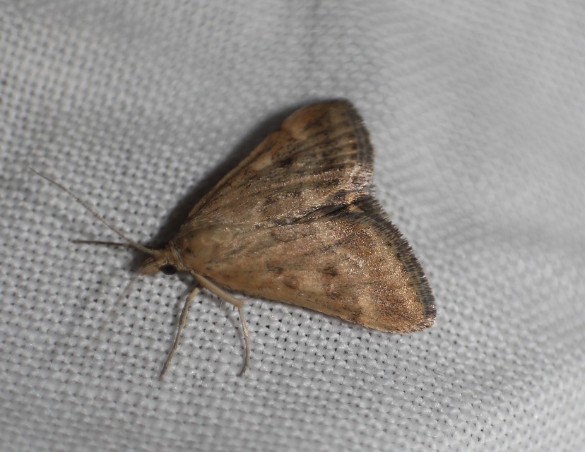 Pyrausta despicata - réti bíbormoly