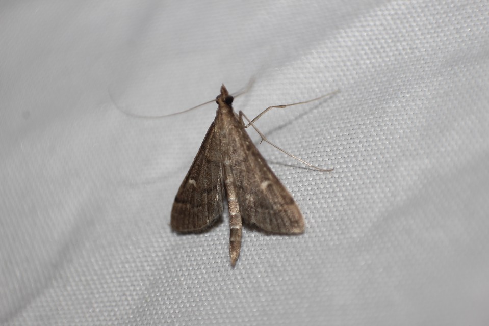 Dolicharthria punctalis - hosszúlábú tűzmoly