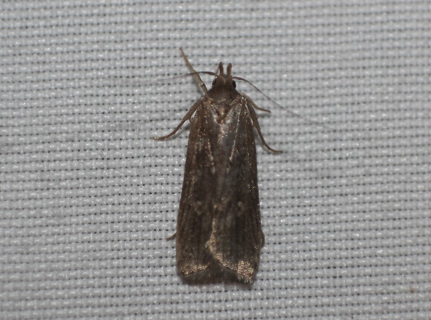Helcystogramma triannulella - szuláksodró lápimoly