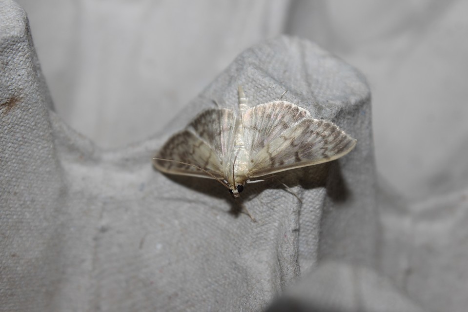 Patania ruralis - csalánevő tűzmoly
