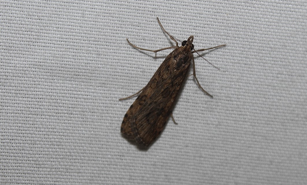 Nomophila noctuella - közönséges vándormoly