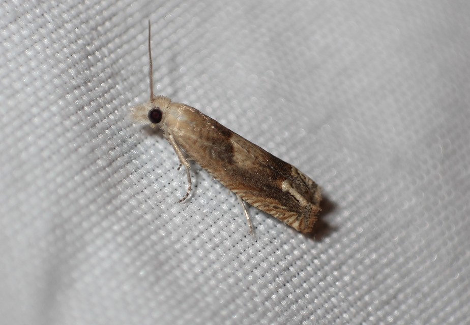 Eucosma conterminana - saláta-tükrösmoly