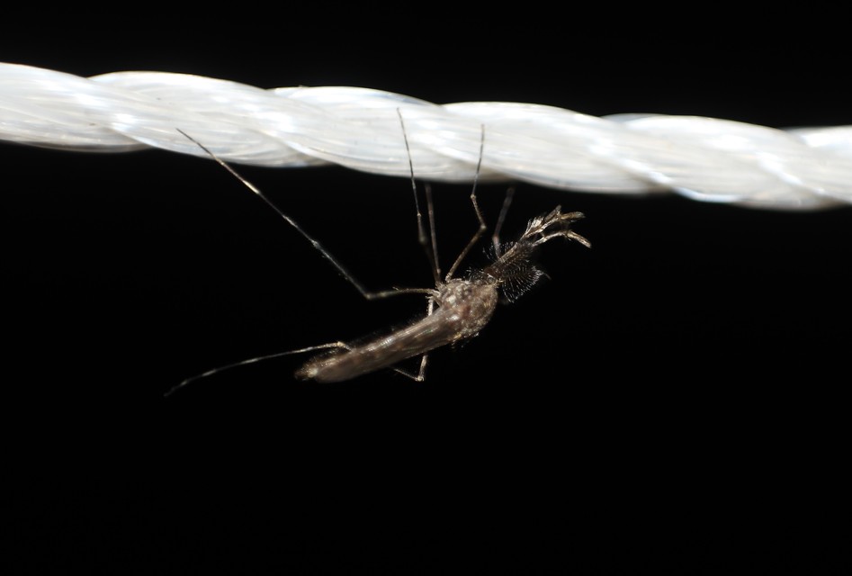Culicidae - csípőszúnyogok