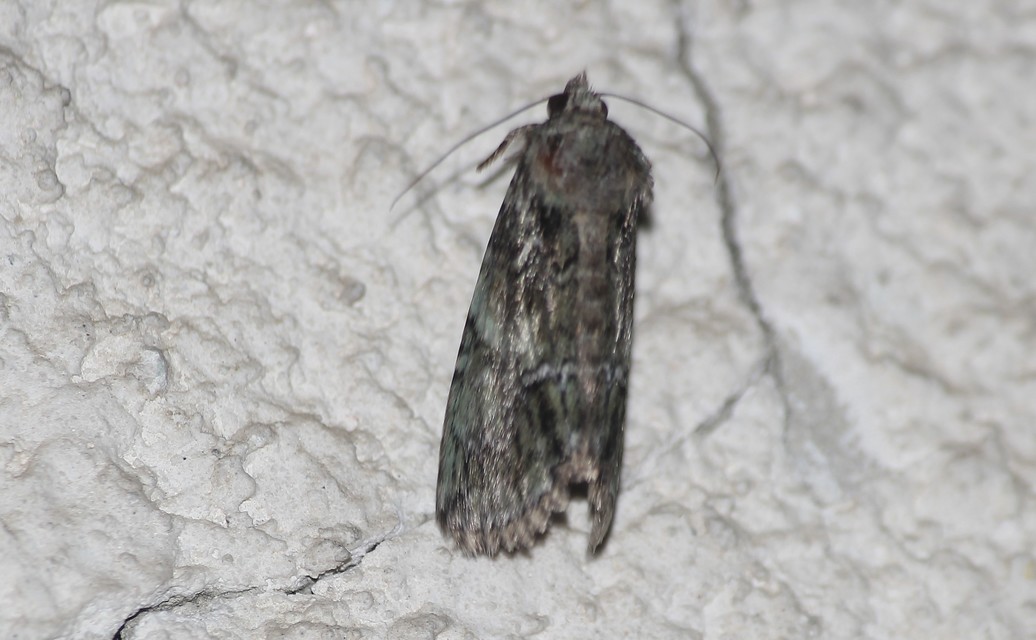 Polyphaenis sericata - selyemfényű erdeibagoly