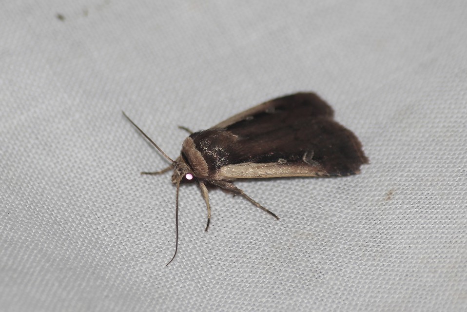 Ochropleura plecta - fehérszegélyű fűbagoly