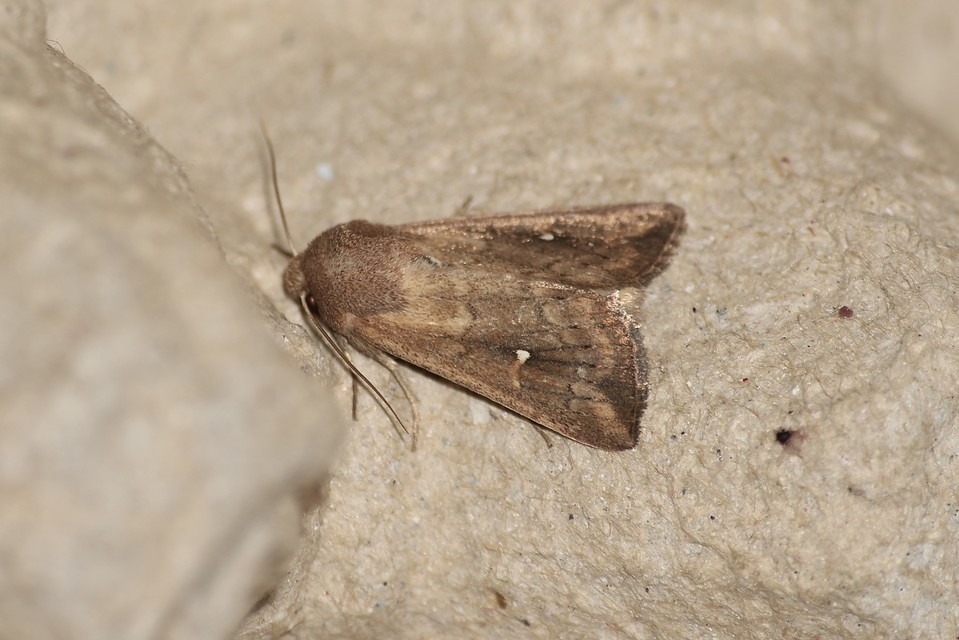 Mythimna albipuncta - fehérpettyes rétibagoly