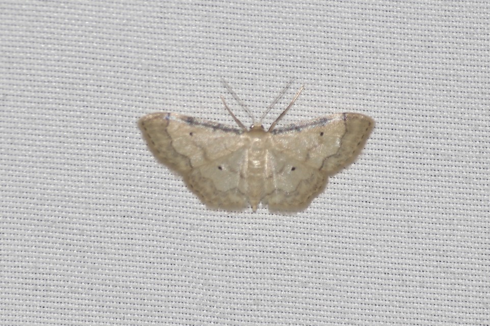 Idaea politaria - vonalas apróaraszoló