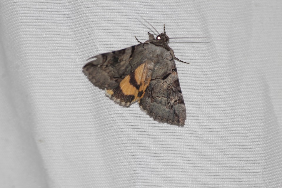 Catocala hymenaea - kökény-övesbagoly