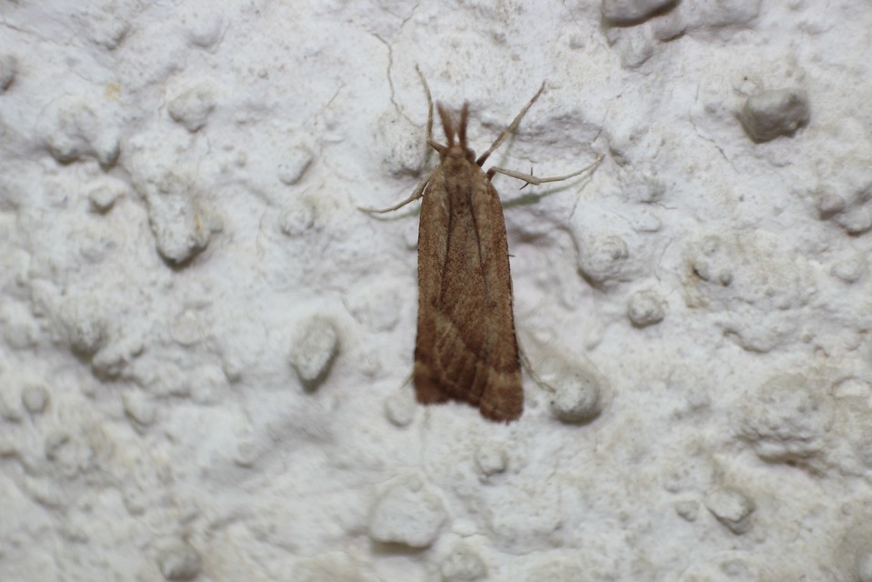 Synaphe punctalis - hosszúlábú fényilonca