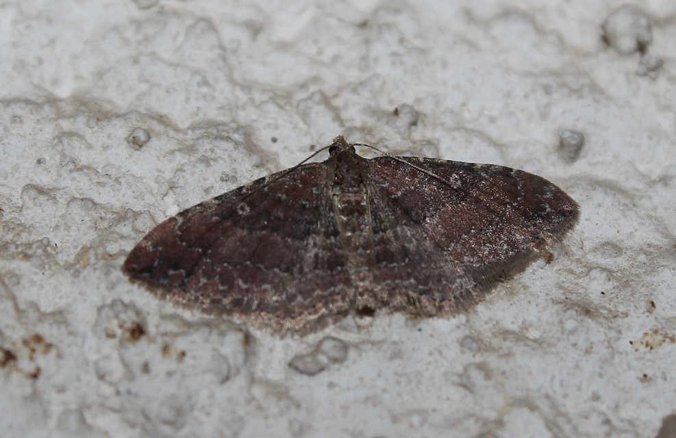 Orthonama obstipata - vándoraraszoló