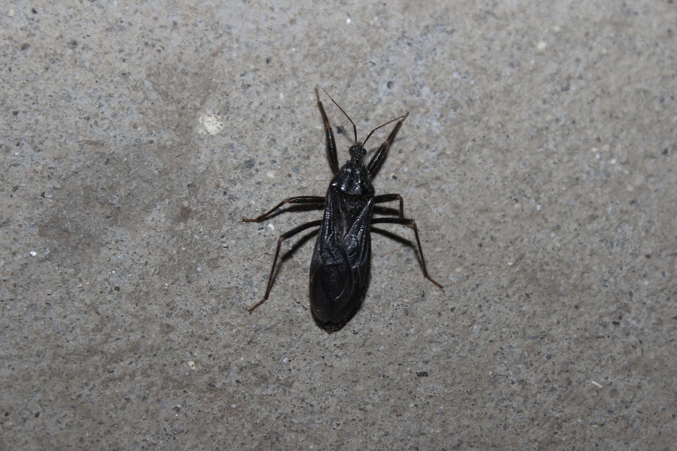 Reduvius personatus - szemetes zugpoloska