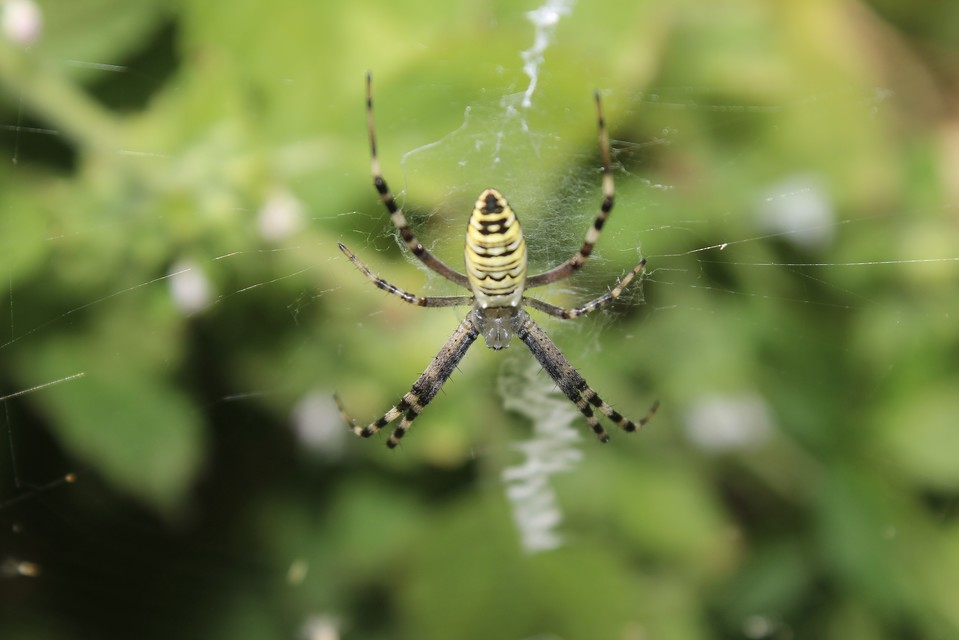 Argiope bruennichi - darázspók