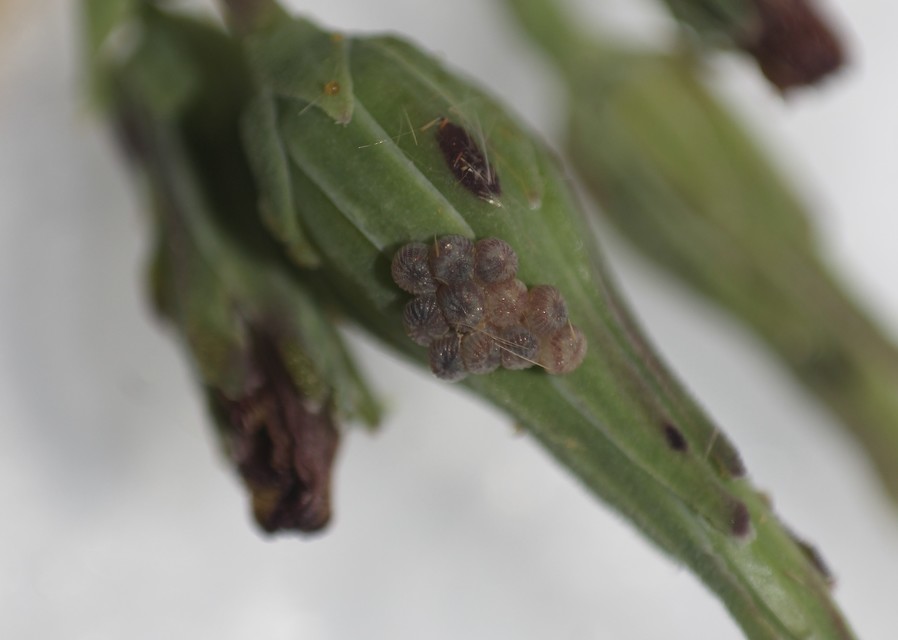 Hecatera dysodea - parajbagoly
