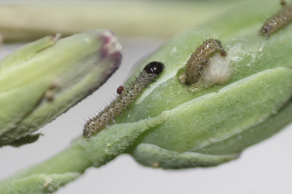 Hecatera dysodea - parajbagoly