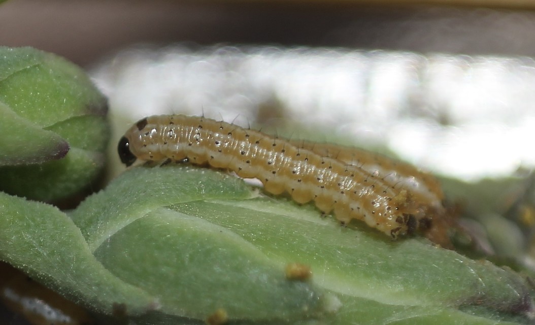 Hecatera dysodea - parajbagoly