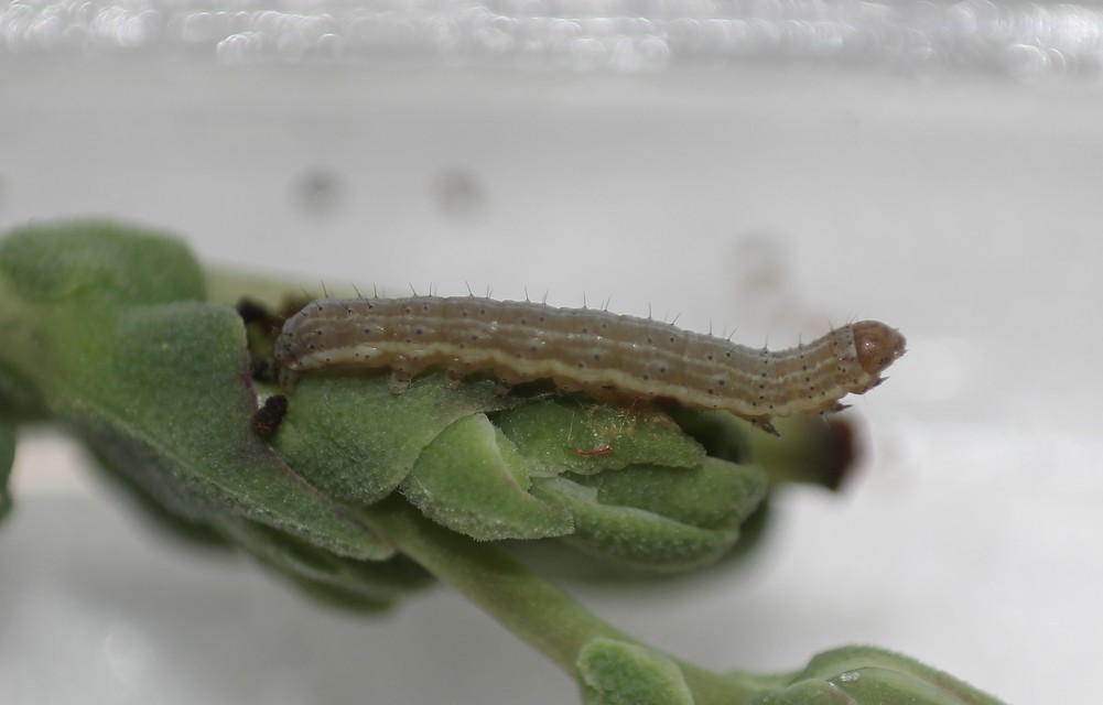 Hecatera dysodea - parajbagoly