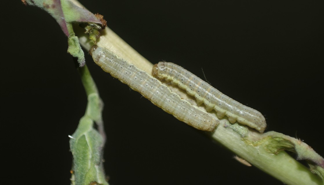 Hecatera dysodea - parajbagoly