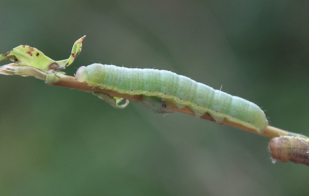 Hecatera dysodea - parajbagoly