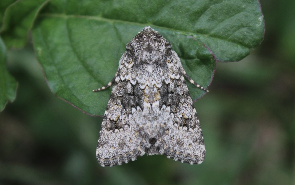 Hecatera dysodea - parajbagoly