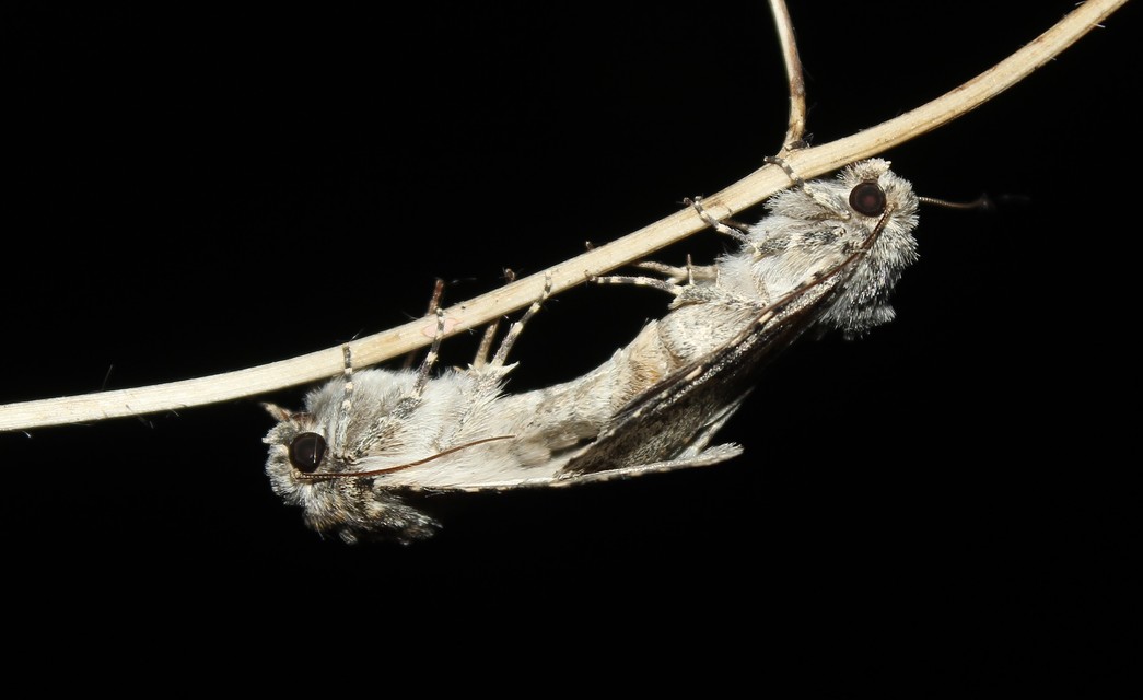 Hecatera dysodea - parajbagoly