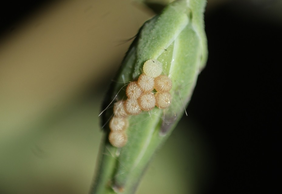 Hecatera dysodea - parajbagoly